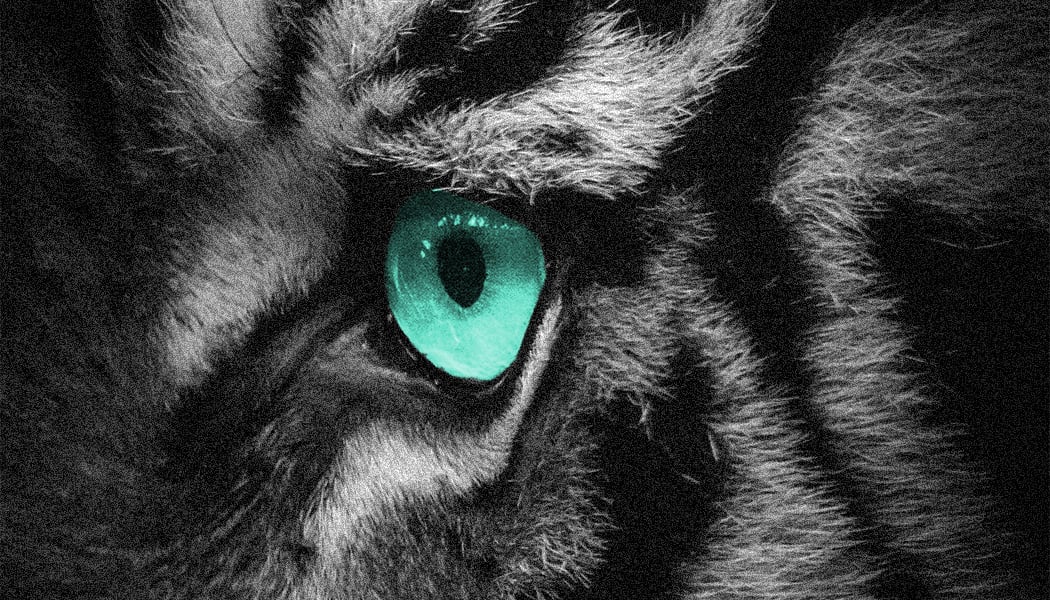 12 - tiger feet - tigers-eye